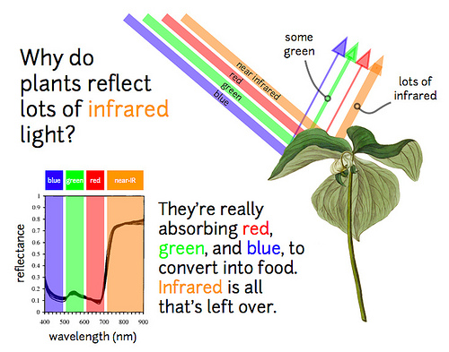plants-reflect.jpg plants-reflect.jpg
